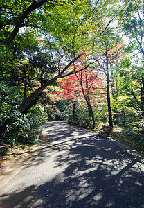日本秋天的日本花园 日本东京宗教传统冥想精神岩石小路森林橙子文化寺庙图片