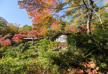 秋天日本花园的中世纪小屋 配有梅花图片