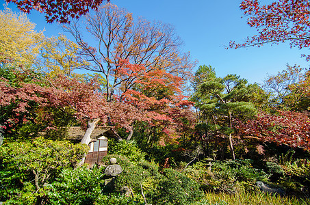 日本 东京 日本 配有梅花的日本花园图片