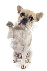 法国斗牛犬爪子成人犬类工作室棕色小狗斗牛犬动物女性白色图片
