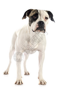 美国斗牛犬宠物斗牛犬动物棕色犬类女性白色工作室小狗图片