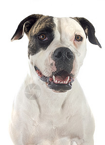 美国斗牛犬犬类棕色斗牛犬动物女性小狗宠物白色工作室图片