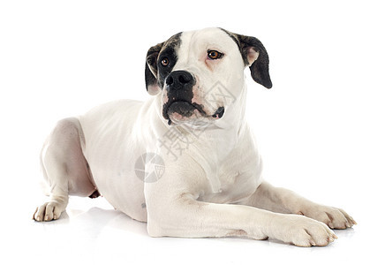 美国斗牛犬小狗犬类棕色动物工作室女性宠物斗牛犬白色图片