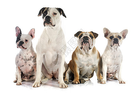 四只斗牛犬英语女性动物工作室犬类宠物团体白色棕色小狗图片