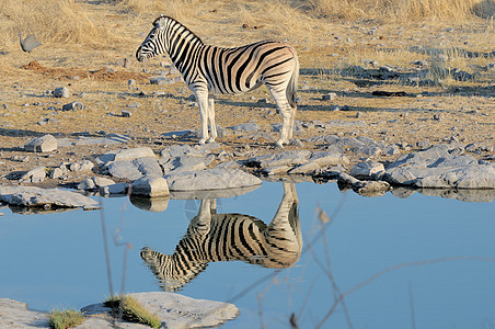 斑骨反射动物群白色动物荒野辣木哺乳动物水坑黑色野生动物图片
