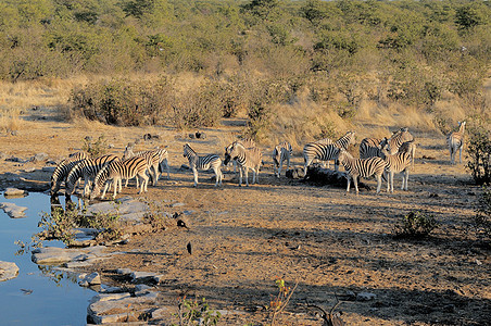 Zebra牛群饮用水图片
