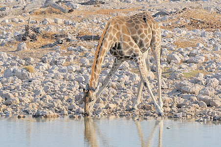 Giraffe饮用水动物野生动物水坑哺乳动物长颈动物群荒野图片