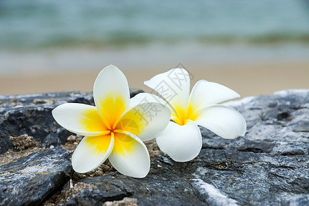 石头上有白色和黄色的弗朗吉帕尼花朵草地海滩邀请函边界植物学植物群叶子卡片鸡蛋花热带图片