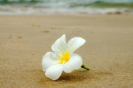 沙滩上白的和黄色的弗朗吉帕尼花朵热带植物群海滩鸡蛋花温泉邀请函场地花瓣叶子草地图片