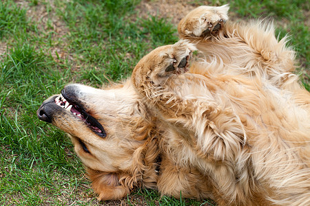 美丽的金色寻金器肖像猎犬悲伤老乡处理哺乳动物手表伴侣程序喘气朋友图片