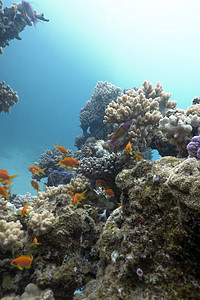 五颜六色的珊瑚礁与异国情调的鱼 anthias 在热带海底的蓝色水背景野生动物潜水阳光潜水员珊瑚盐水水族馆石珊瑚海洋鹿角图片