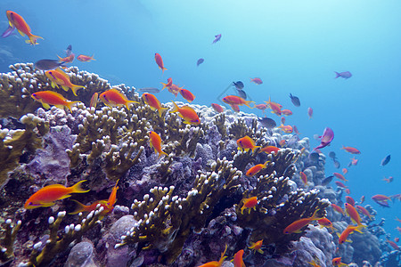 具有硬珊瑚和外来鱼类的珊瑚礁 热带海底有炭疽杆菌潜水荒野石珊瑚浅滩海景潜水员浮潜野生动物气泡海上生活图片