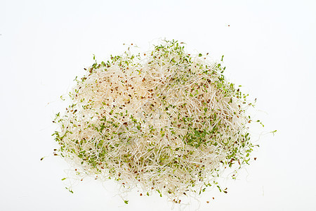 健康的饮食 新鲜的芽苗在白色背景上被孤立食物农业粮食生活生物蔬菜扁豆团体生长萝卜图片