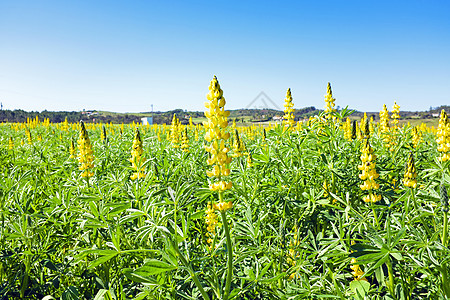 春天在葡萄牙风景中的黄狼农村植物场地黄色图片