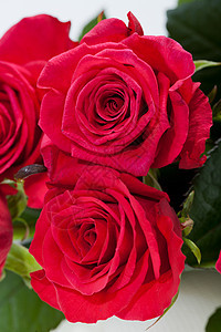 红玫瑰宏观婚礼女性玫瑰生日植物花朵花瓣花束念日图片