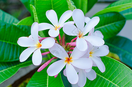 绿叶上的白闪光粉色白色弥散保健热带花瓣香味鸡蛋花治疗脆弱性岛屿情调植物图片