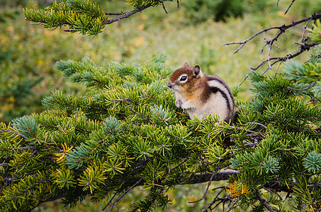 小花栗鼠坐在绿树上图片