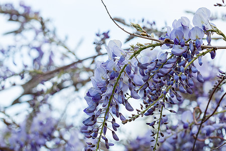 紫紫植物植物学花艺种子园艺杂草叶子生长蓝色紫色宏观图片