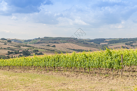 托斯卡纳葡萄园国家葡萄园乡村丘陵场地绿色天空农业农村酒庄图片
