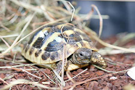 赫尔曼的乌龟宠物爬虫棕色背甲陆龟图片