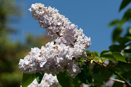 春花园的红木灌木丛植物叶子紫色花瓣阳光花园季节衬套雌蕊芳香图片