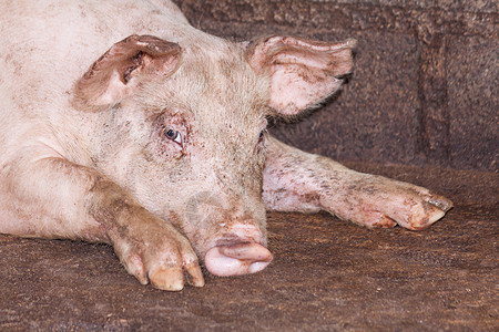 农场猪公猪团体农业谷仓食物猪肉配种鼻子哺乳动物猪圈图片