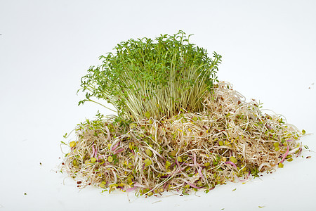 白色背景上新鲜的紫花芽和丝质谷物饮食水芹蔬菜食欲生活沙拉厨房种子叶子图片