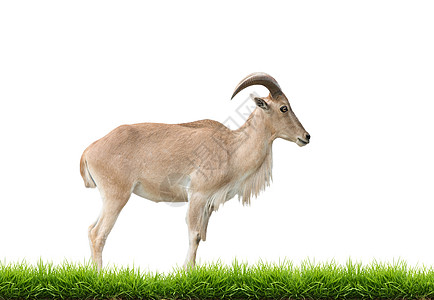 澳洲山羊与绿草隔离的野绵羊山羊动物群毛皮喇叭女性绿色哺乳动物动物园棕色荒野背景