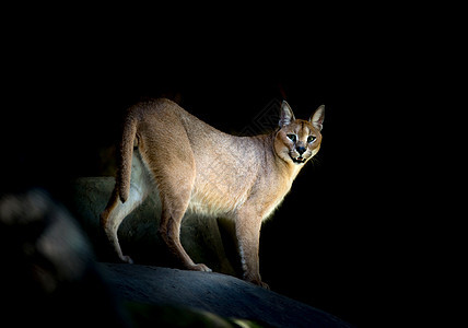 在岩石上站立动物园毛皮水平野生动物动物黑色荒野掠夺性山猫捕食者图片