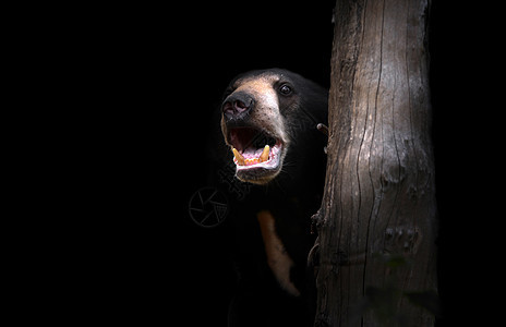 马里扬太阳胡子热带黑色太阳熊动物群捕食者野生动物马来人哺乳动物动物园图片