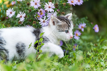 粉红色花朵中的小笑小猫图片