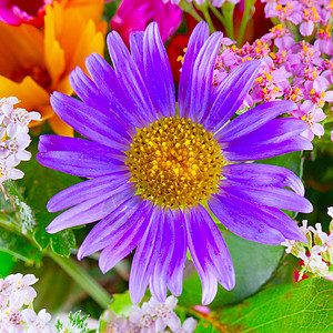 紫菊花紫色雏菊黑色花瓣白色植物黄色粉色翠菊花粉图片