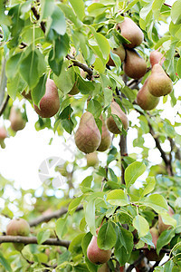 树上的梨子宏观叶子水果生长太阳植物收成饮食生产晴天图片