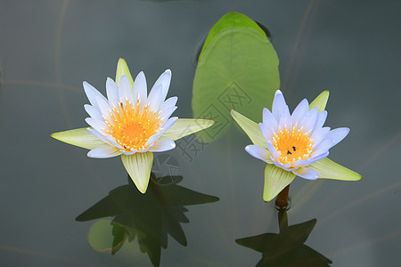 热带花园上的蓝水图片