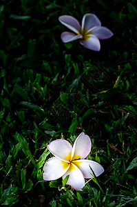 白的和黄的freangipani花朵 有草上的叶子图片