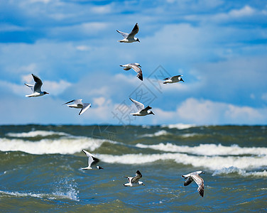 洱海海鸥飞速的海鸥背景