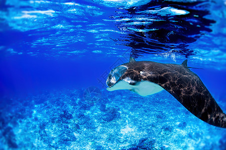 曼塔雷游泳野生动物蓝色浮潜旅行浮游射线热带潜水飞行图片
