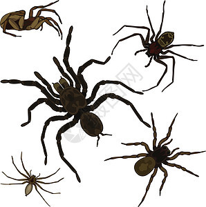 蜘蛛套飞行条纹卡通片黑色收藏天线词源动物白色插图图片