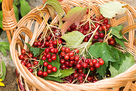 鱼篮里提取的生菜浆果季节叶子食物荚蒾绿色植物衬套桌子花园药品图片