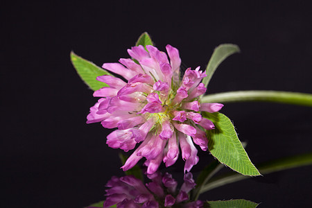 在黑色背景上隔离的粉红色立花单花  宏观植物群植物三叶草季节绿色花瓣叶子运气财富图片