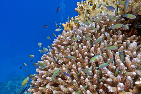 热带海底有硬珊瑚和鱼的珊瑚礁及厚珊瑚和深珊瑚染色体海洋野生动物气泡潜水海景动物日历水族馆蓝藻潜水员图片
