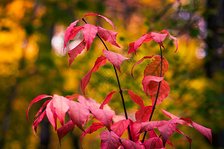 秋叶天气森林季节植物橙子枝条摄影叶子木头树叶图片