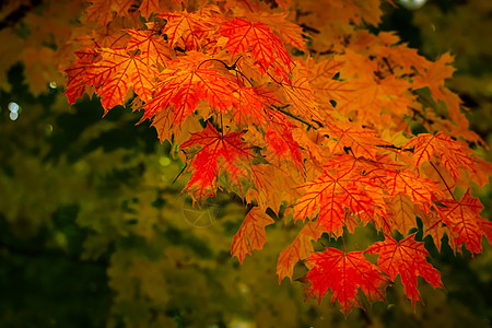 秋叶木头天气植物枝条森林橙子季节叶子公园金子图片