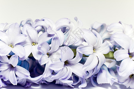 白色背景的花朵紫紫色薄膜单立方块集图片