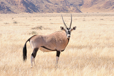 草地中的奥利克斯哺乳动物羚羊野生动物动物群荒野沙漠动物图片