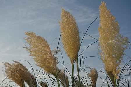 Pampas 草花图片