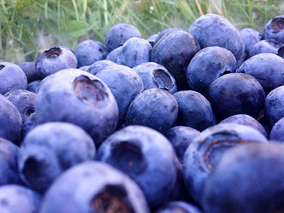 蓝莓浆果自然图片