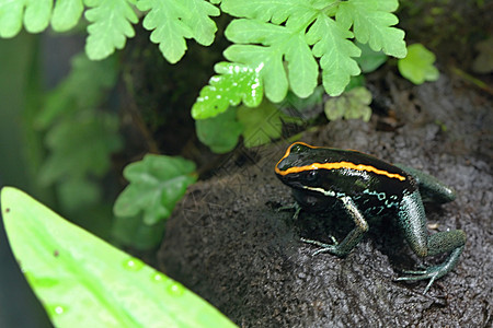 花园里的青蛙君主鳞翅目生物学动物叶子昆虫花瓣漏洞宏观野生动物图片