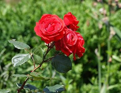 红玫瑰植物学花园蔷薇红色农业玫瑰图片