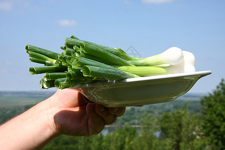 春洋葱杂货蓝色营养盘子花园园艺食物蔬菜沙拉草药图片